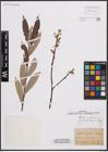 Foto von Salix cinerea L. x Salix eleagnos Scop.
